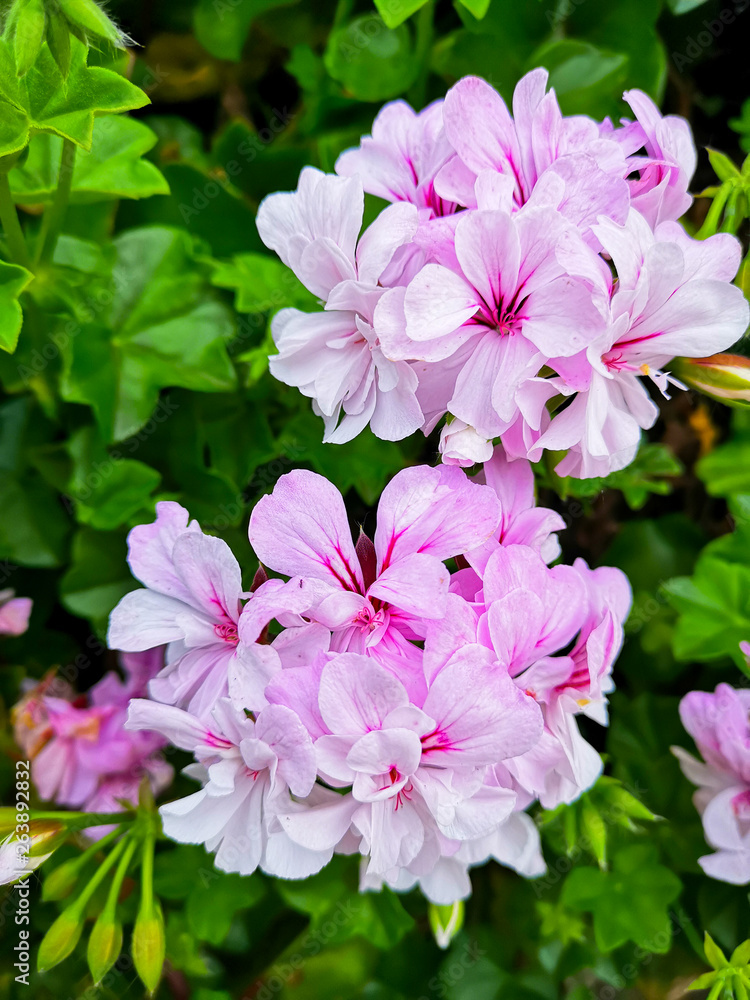 Fototapeta premium flower