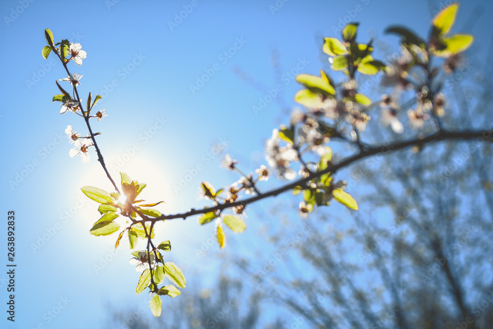 Spring blossom in the sun