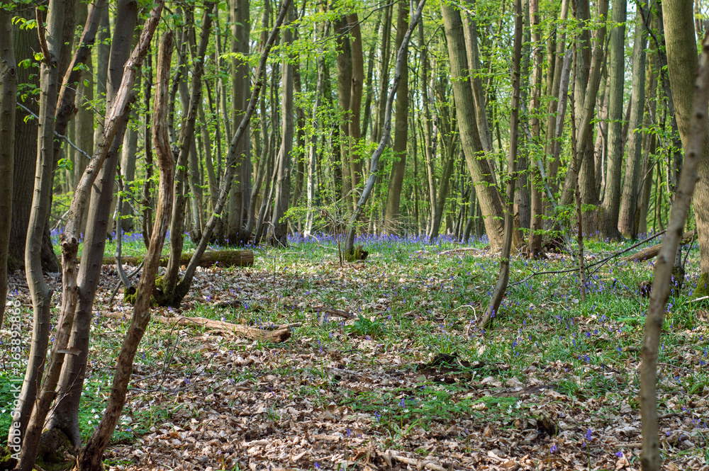 Bluebell Woodlands Bluebell Woodlands