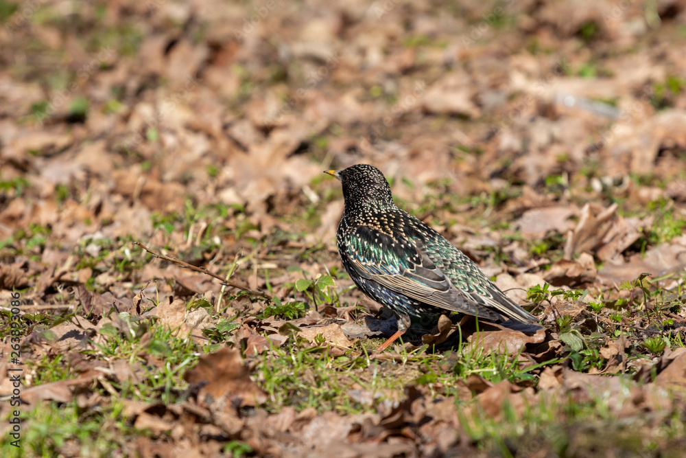 bright starling on a ground in the wild forest bright starling on a ground in the wild forest