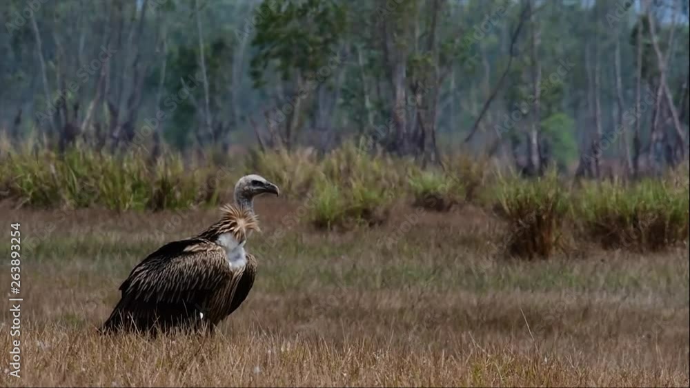 The Himalayan Griffon Vulture is Near Threatened due to toxic food source and habitat loss. A Majestic and massive flyer of a carrion eater, it is found in the Himalayas as a true raptor. The Himalayan Griffon Vulture is Near Threatened due to toxic food source and habitat loss. A Majestic and massive flyer of a carrion eater, it is found in the Himalayas as a true raptor.