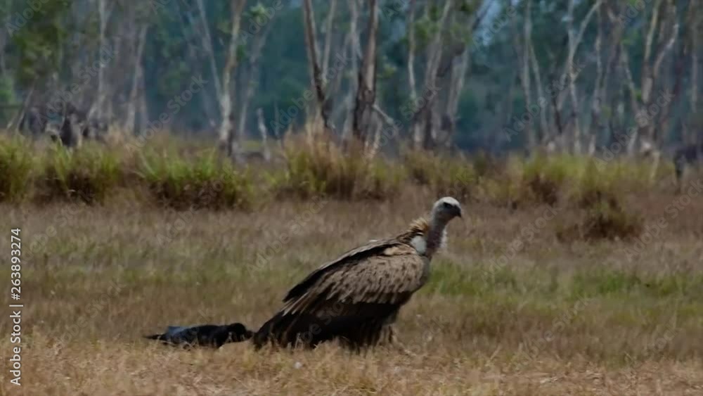 The Himalayan Griffon Vulture is Near Threatened due to toxic food source and habitat loss. A Majestic and massive flyer of a carrion eater, it is found in the Himalayas as a true raptor. The Himalayan Griffon Vulture is Near Threatened due to toxic food source and habitat loss. A Majestic and massive flyer of a carrion eater, it is found in the Himalayas as a true raptor.