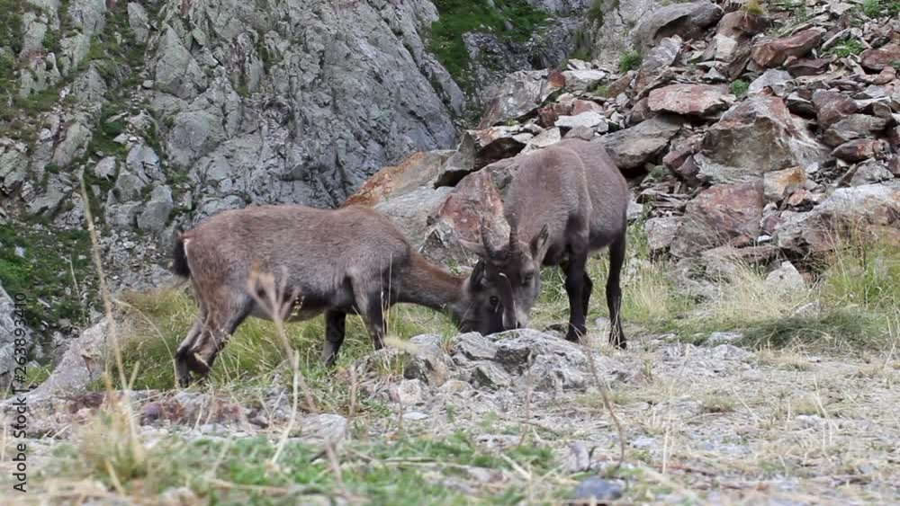 Alpine Ibex or Steinbock or rock goat standingare eating grass and salt. Wall of rocks compose the background. Alpine Ibex or Steinbock or rock goat standingare eating grass and salt. Wall of rocks compose the background.