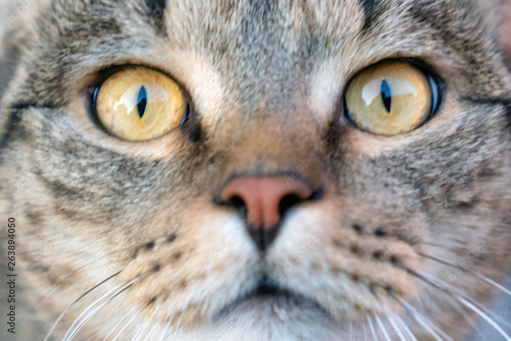 Сat close-up. Yellow eyes of a cat.