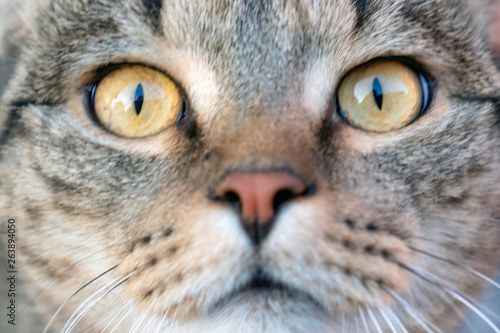 Сat close-up. Yellow eyes of a cat.