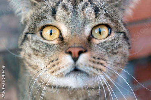 Tabby cat close-up. Yellow eyes of a cat.