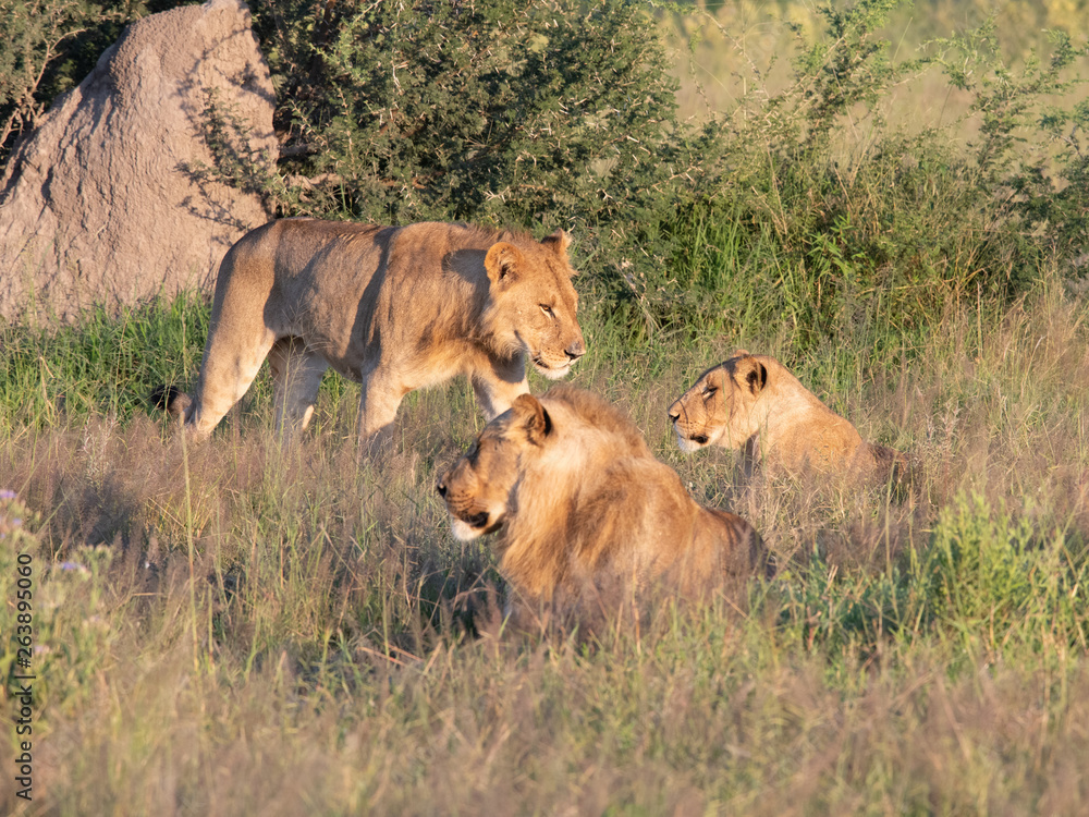 Beautiful Lion Caesar in the golden grass of Masai Mara, Kenya Panthera Leo. Beautiful Lion Caesar in the golden grass of Masai Mara, Kenya Panthera Leo.