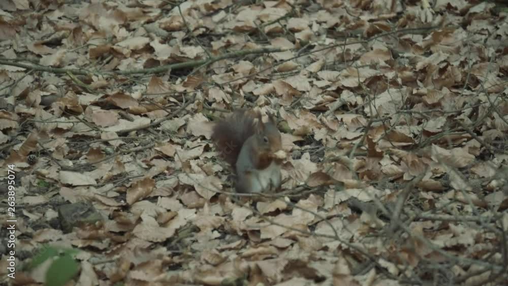 Red Squirrel moving in the woods collecting and burying nuts Red Squirrel moving in the woods collecting and burying nuts