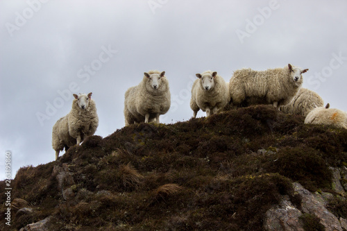 Sheep on the Isle of Skye