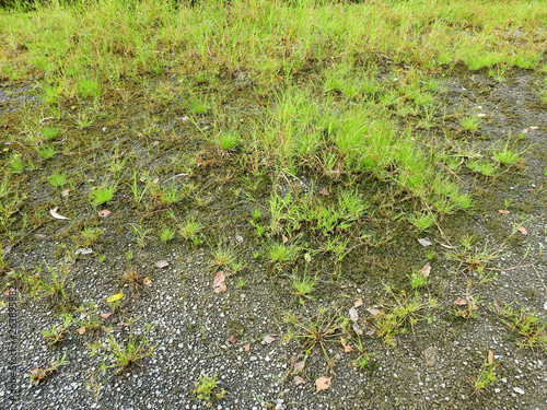 green plant grow on the ground abandoned photo