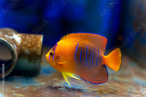 Captive Bred Clarion Angelfish (Holacanthus clarionensis) photo