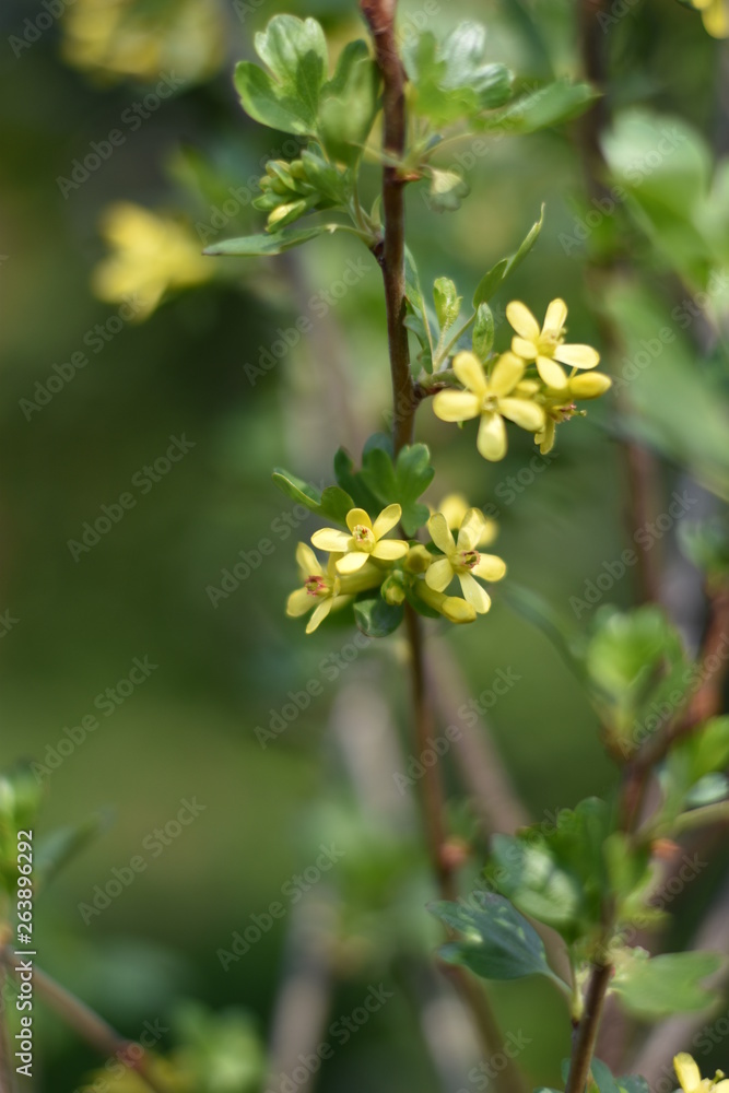 Fototapeta premium Stachelbeere mit gelben Blüten