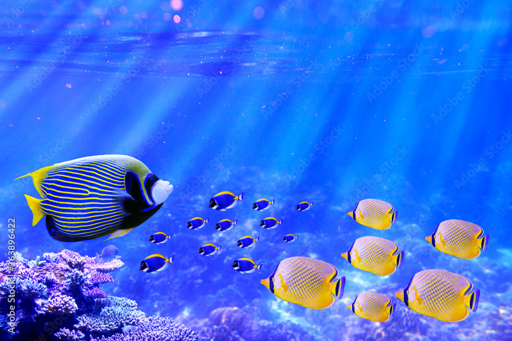 Emperor Angelfish swimming in coral reef with group of powder blue tang ...