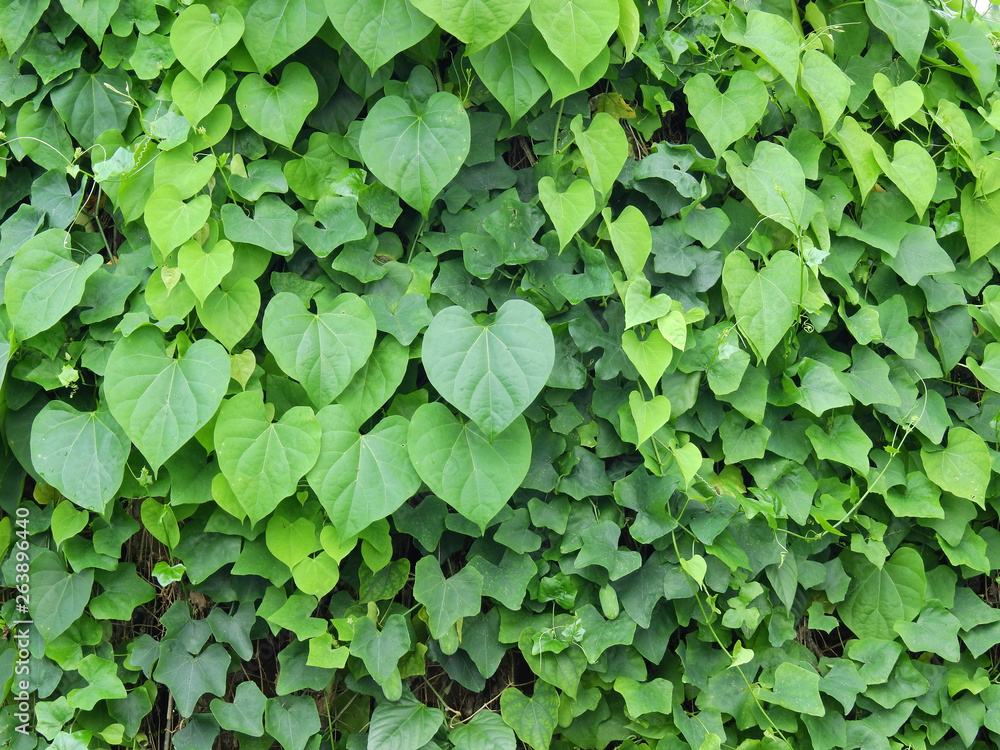 green ivy plant in garden
