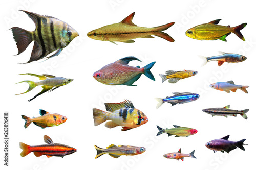 Set of Ornamental Freshwater Fish on white isolated background. such as Leopoldi angelfish, Coral red Pencilfish, German Ram Cichlid, Serpae tetra, Green neon tetra and Rainbowfish etc. photo