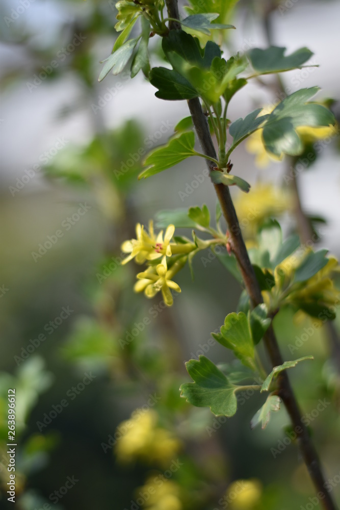 Stachelbeere mit gelben Blüten Stachelbeere mit gelben Blüten