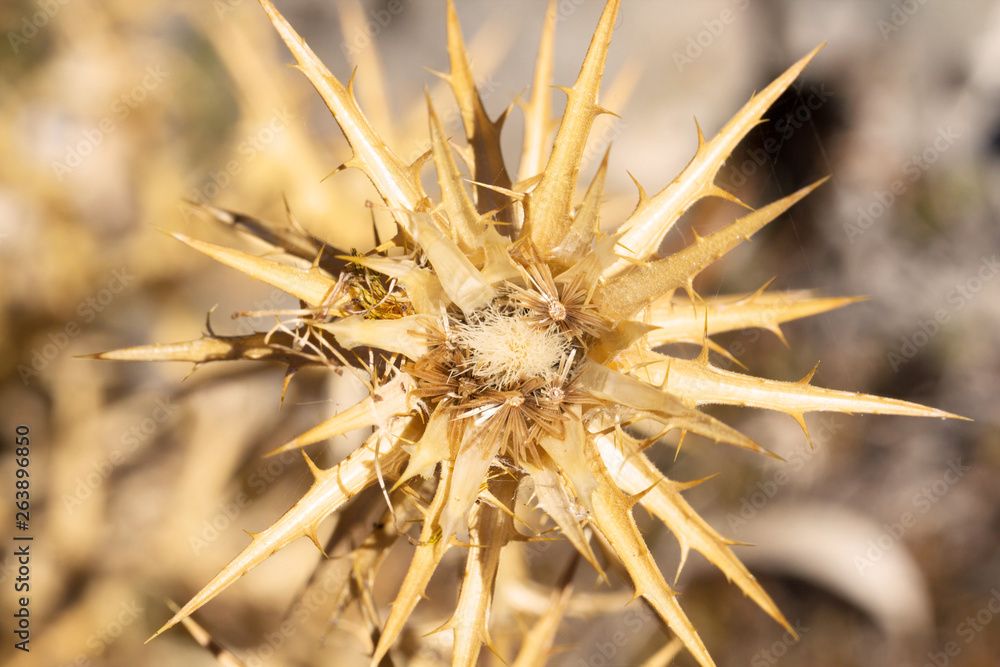 Burdock plant with thorns and spike Burdock plant with thorns and spike