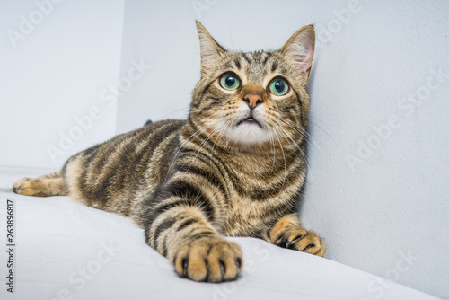 Beautiful short hair cat lying on the bed at home