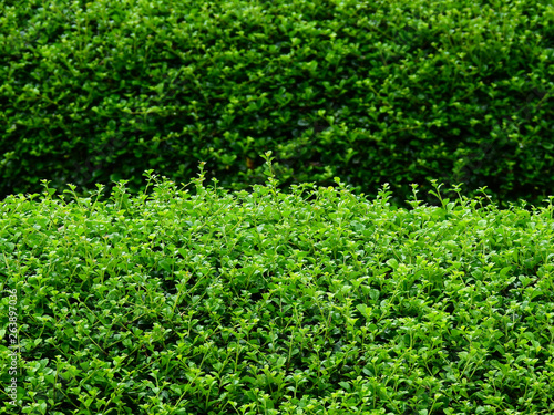 green bush in garden