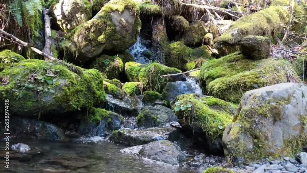 Water flowing over rocks covered by moss in the forest of the Olympic National Forest Water flowing over rocks covered by moss in the forest of the Olympic National Forest