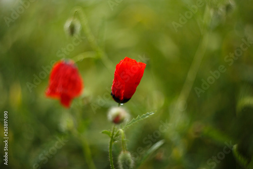 red poppy flowers under the rain.small GRIP. photo