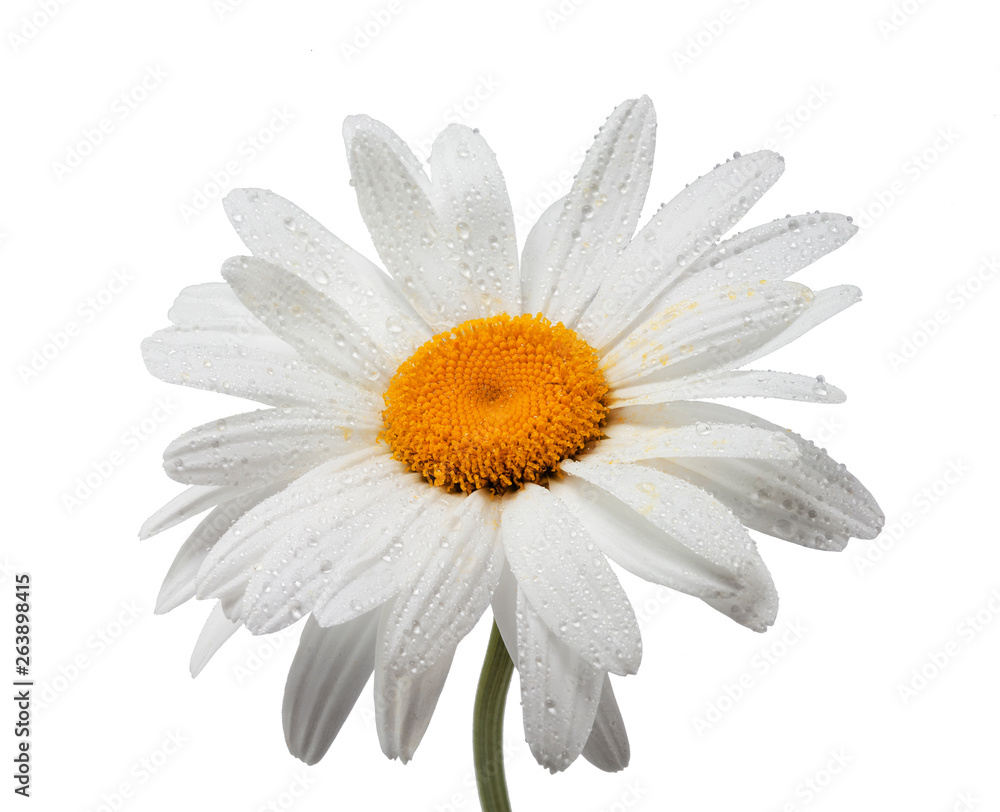 chamomile flower with dew drops on white background isolated