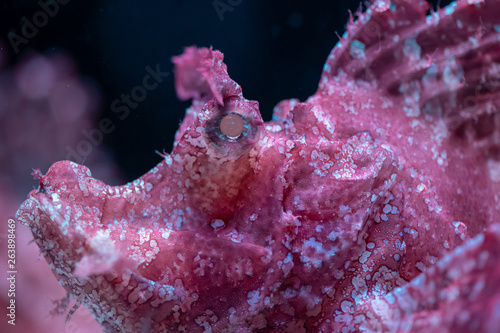 Close up of Weedy scorpionfish (Rhinopias frondosa) photo