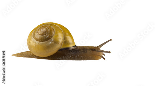 forest snail, Cepaea nemoralis on a white background