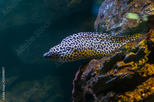 Laced moray (Gymnothorax favagineus) hiding in the rock © Chonlasub