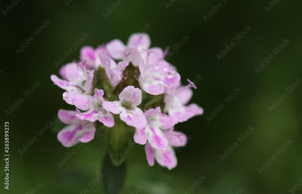 Detailansicht der zart-rosa Blüten von einem Pfefferkraut, Bohnenkraut nach dem Regen Detailansicht der zart-rosa Blüten von einem Pfefferkraut, Bohnenkraut nach dem Regen