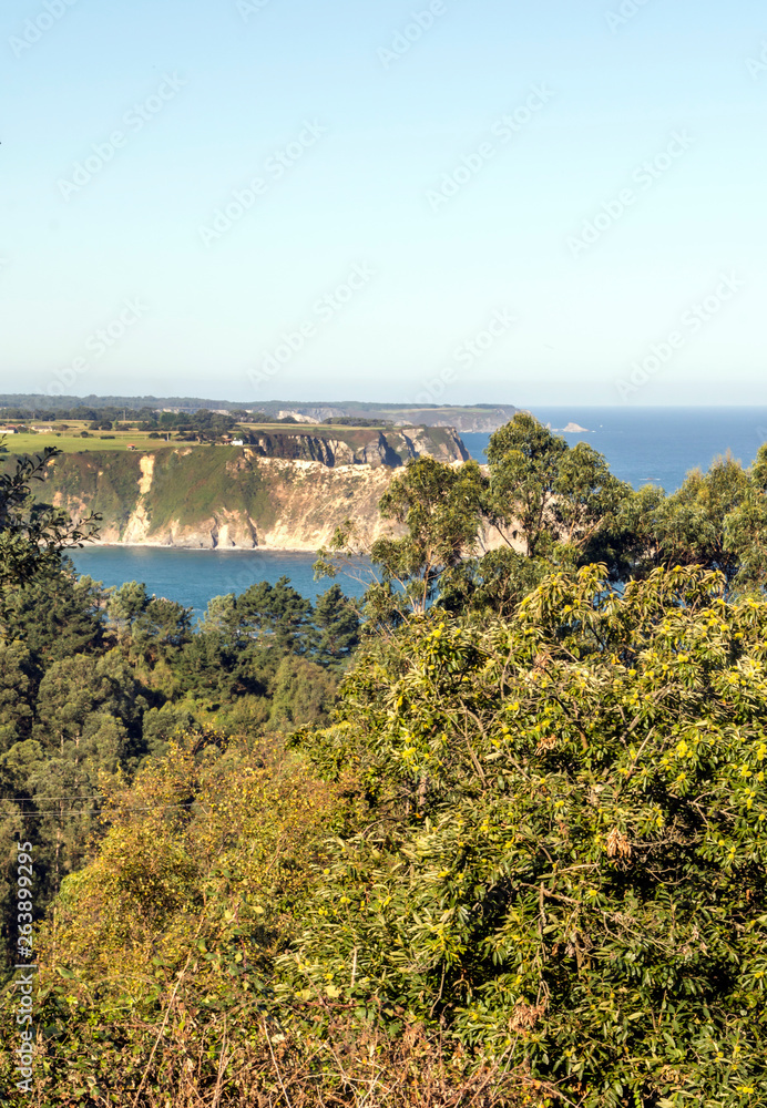 Forest in the north of Spain with the sea in the background
