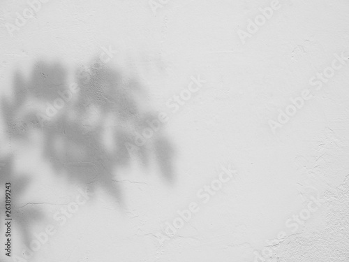shadow leaf on white wall background