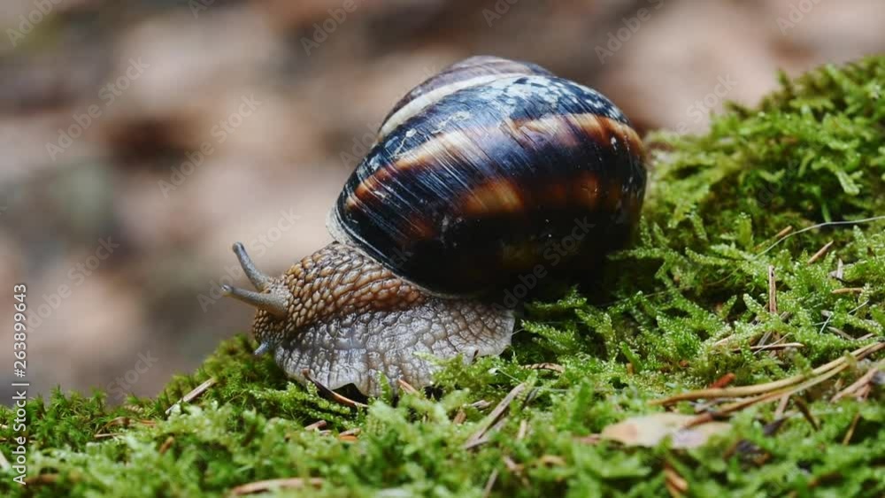 Helix Lucorum- Snail moving head and eyes slowly on green moss. Helix Lucorum- Snail moving head and eyes slowly on green moss.