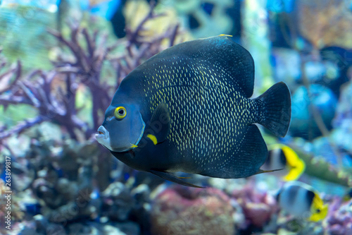 French angelfish (Pomacanthus paru) a large ornamental fish from Atlantic Ocean © Chonlasub