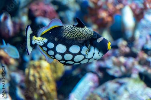 Clown triggerfish (Balistoides conspicillum) swimming in artificial coral decorated tank