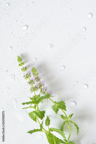 Mint flowers with water drops