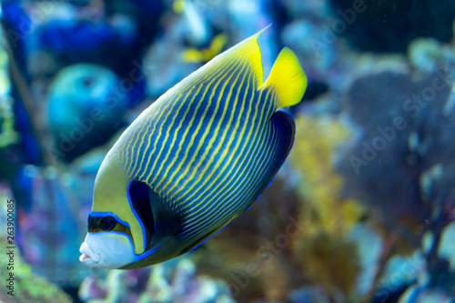 Emperor Angelfish (Pomacanthus imperator) swimming in Coral tank