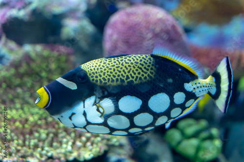 Clown triggerfish (Balistoides conspicillum) swimming in artificial coral decorated tank