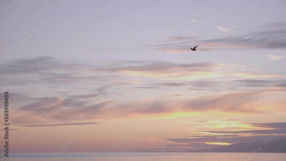 Seagull flying before Sunset in Santa Monica Beach, LA, CA Seagull flying before Sunset in Santa Monica Beach, LA, CA