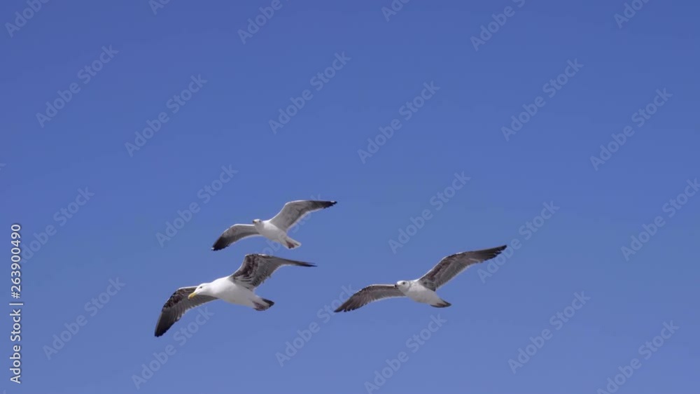 Seagull flying before Sunset in Santa Monica Beach, LA, CA Seagull flying before Sunset in Santa Monica Beach, LA, CA