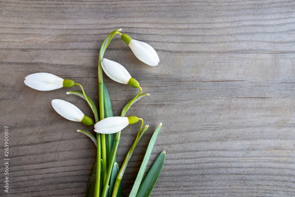 Snowdrop flowers on a wooden surface close up. Spring minimalistic concept with copy space. Flat lay. Snowdrop flowers on a wooden surface close up. Spring minimalistic concept with copy space. Flat lay.