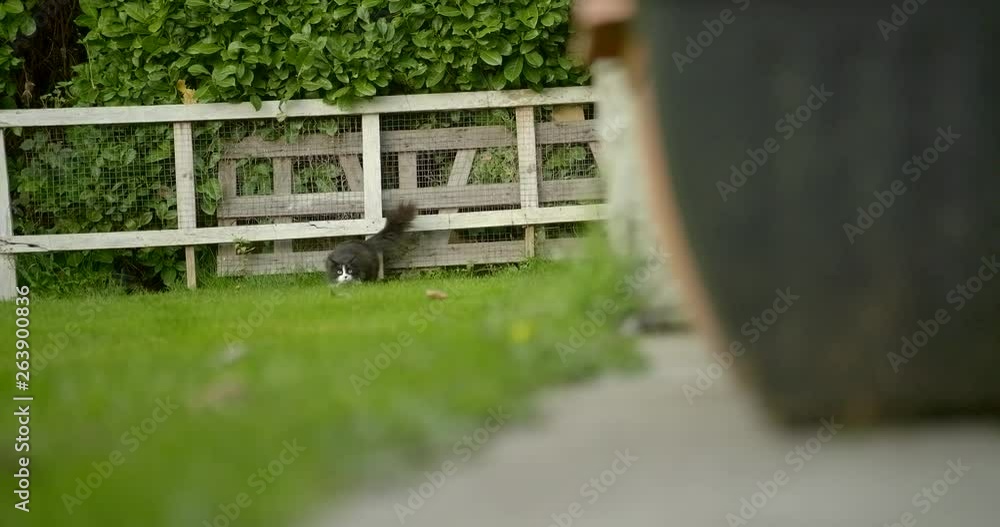 Black cat cleans itself in garden Black cat cleans itself in garden