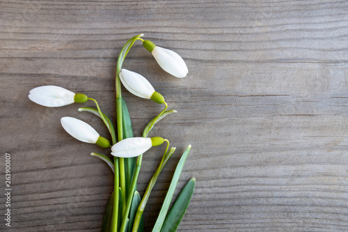 Snowdrop flowers on a wooden surface close up. Spring minimalistic concept with copy space. Flat lay.