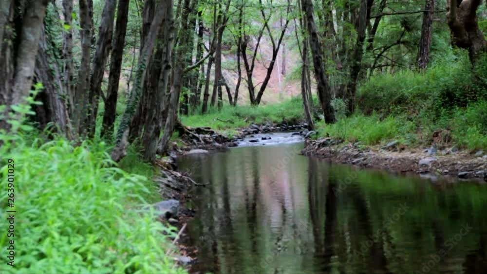 A calm shallow river runs through a Mediterranean forest, on a Mediterranean island. A calm shallow river runs through a Mediterranean forest, on a Mediterranean island.
