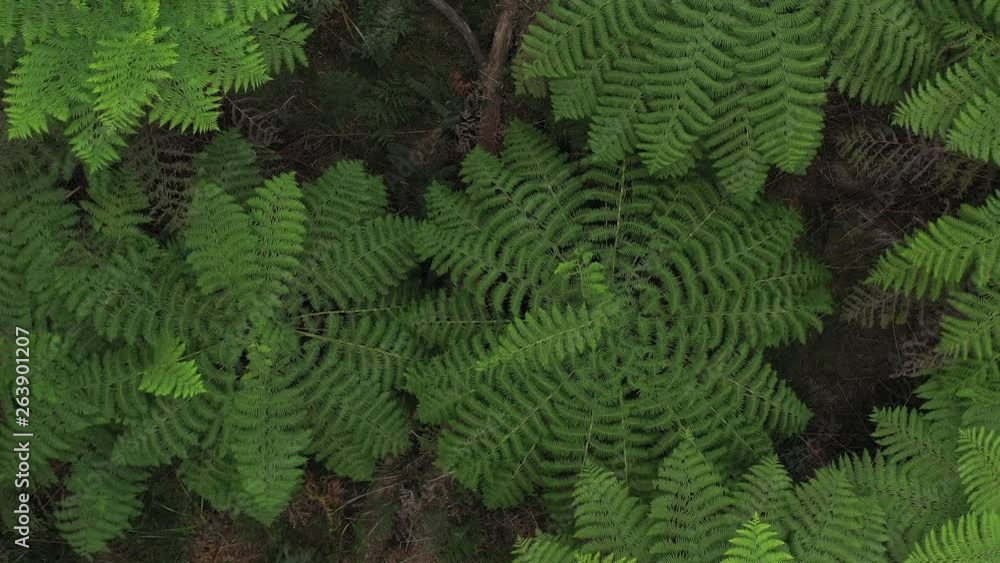 Gigantic leafy green perfect ferns, symmetrical leaves, 1hr drive from Melbourne, Victorias' high country, natural forest, drone, top down spin rotate, lush, Australia, 4k Gigantic leafy green perfect ferns, symmetrical leaves, 1hr drive from Melbourne, Victorias' high country, natural forest, drone, top down spin rotate, lush, Australia, 4k