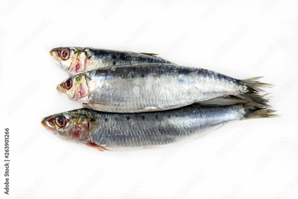 Several fresh sardines on white background Several fresh sardines on white background