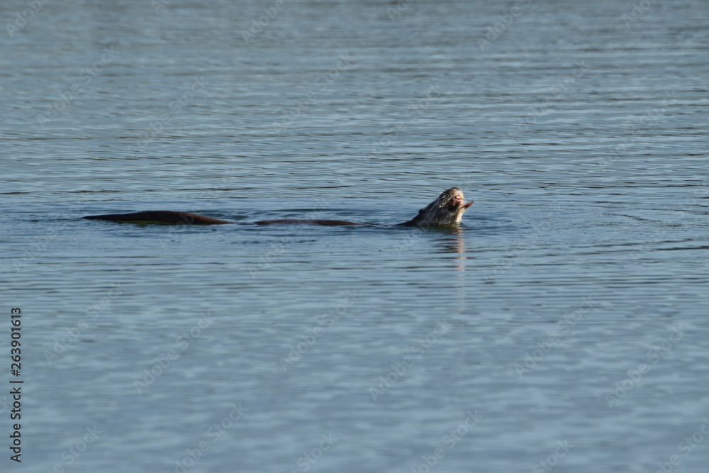 Fototapeta premium Une loutre en train de se délecter d'un crabe dans la retenue d'eau du barrage d'Orellana, Extremadure, Espagne