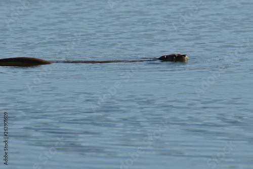Dans la retenue d'eau du barrage d'Orellana, Extremadure, Espagne, une loutre