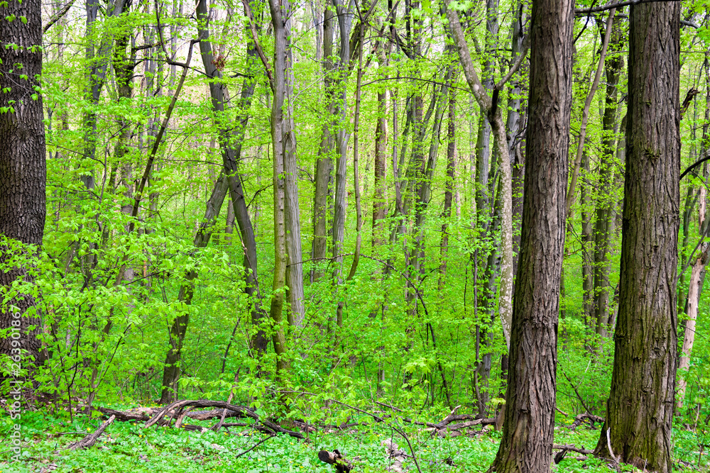 Obraz premium Holosiivskyi National Nature Park in Kyiv, Ukraine
