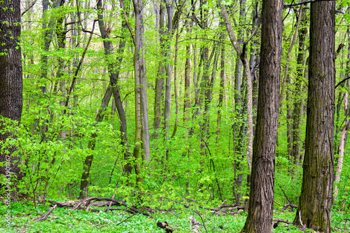 Holosiivskyi National Nature Park in Kyiv, Ukraine photo